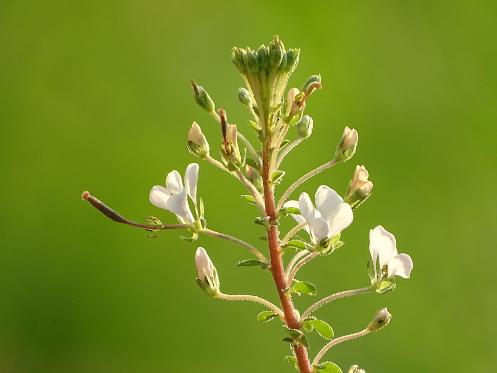 Cleome gynandra
