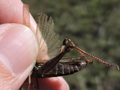 Melanoplus bispinosus