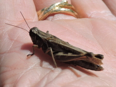Melanoplus bispinosus
