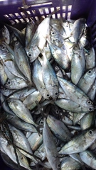 Selar crumenophthalmus
