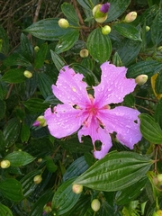 Tibouchina