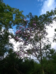 Tibouchina