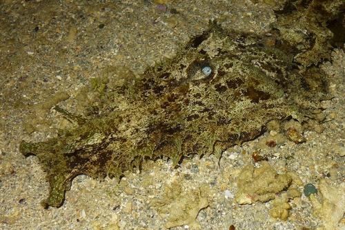 Genus Dolabella · iNaturalist