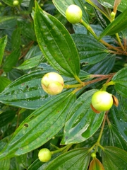 Tibouchina