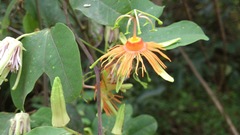 Passiflora jorullensis