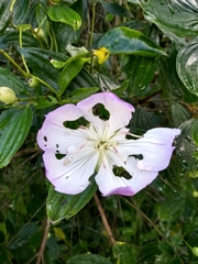 Tibouchina