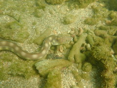 Myrichthys breviceps