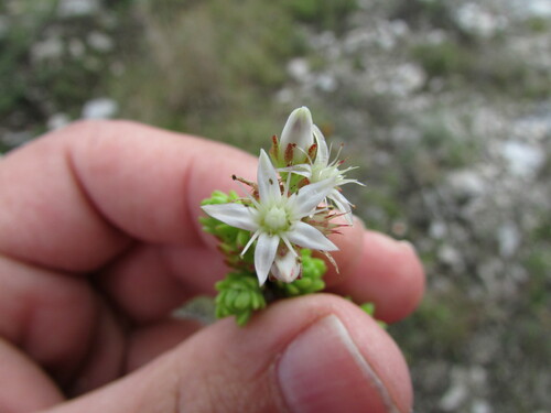 Sedum liebmannianum