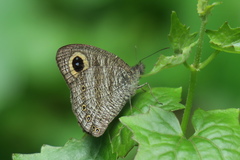 Ypthima fasciata