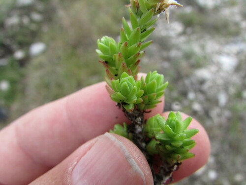 Sedum liebmannianum, photograph 1