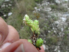 Sedum liebmannianum, photograph (c) Carlos Martorell, some rights reserved (CC BY)
