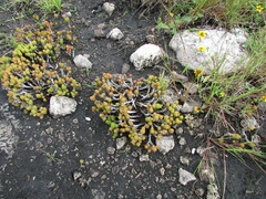 Sedum liebmannianum, photograph (c) Carlos Martorell, some rights reserved (CC BY)