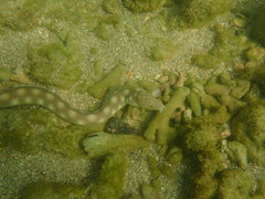 Myrichthys breviceps