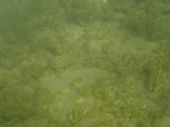 Myrichthys breviceps