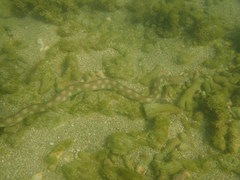 Myrichthys breviceps