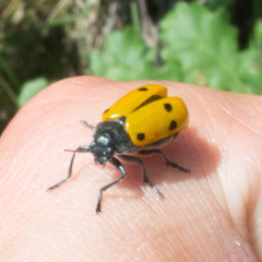 Lachnaia sexpunctata