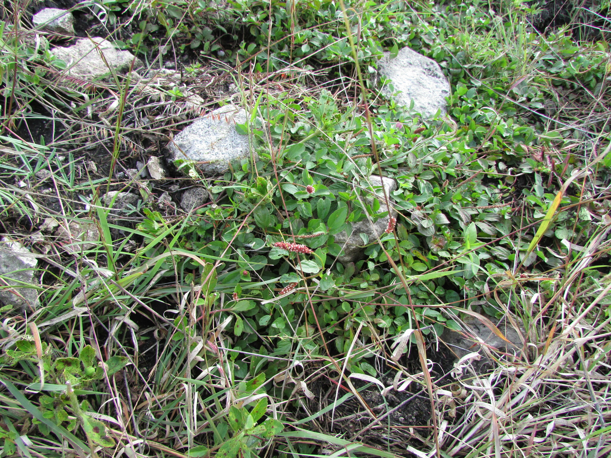 Acalypha purpurascens Kunth 4