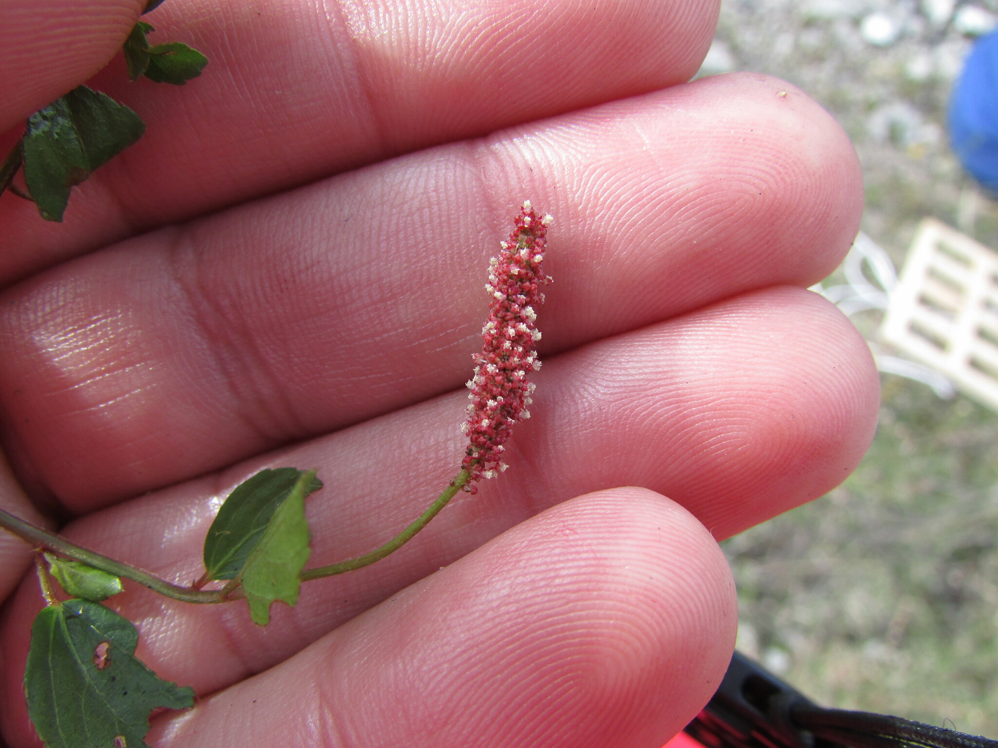 Acalypha purpurascens Kunth 3