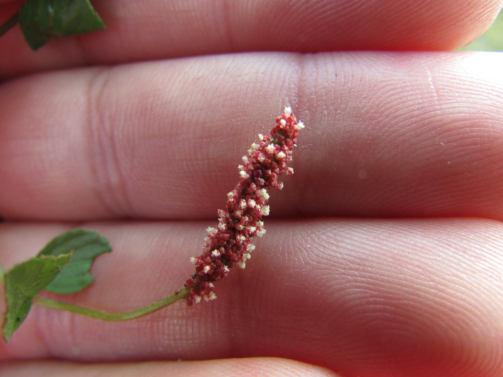 Acalypha purpurascens Kunth