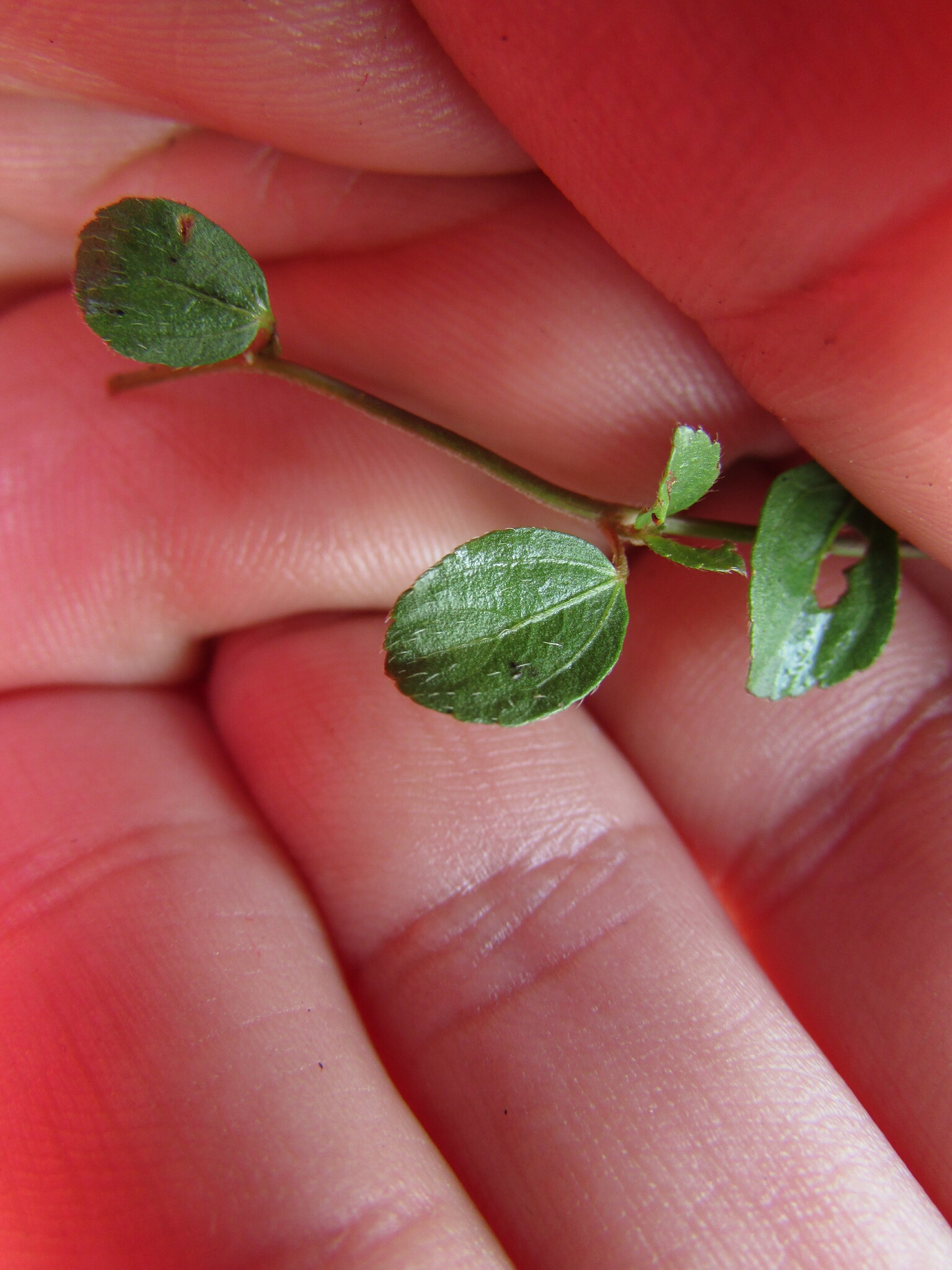 Acalypha purpurascens Kunth 2