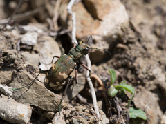 Cicindela sylvicola