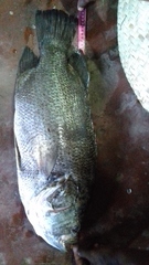 Lobotes surinamensis