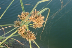 Cyperus javanicus