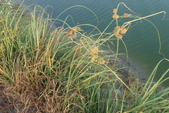 Cyperus javanicus