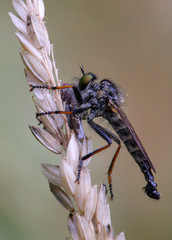 Neoitamus socius