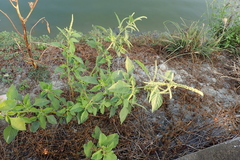 Amaranthus dubius
