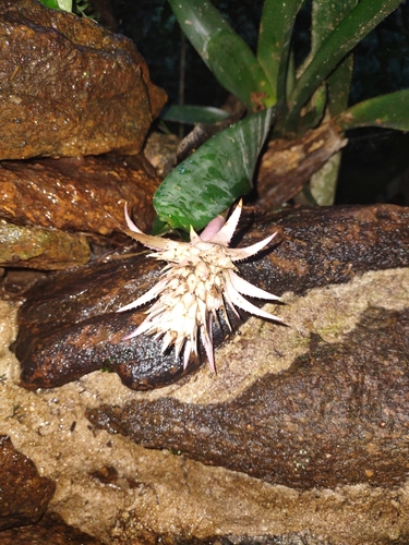 Urnplant (Aechmea fasciata)