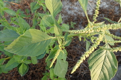 Amaranthus dubius