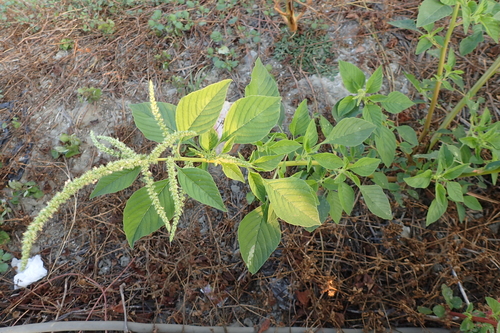 Amaranthus dubius