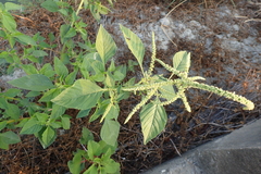 Amaranthus dubius