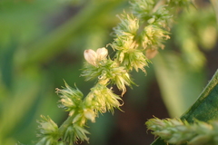Amaranthus dubius