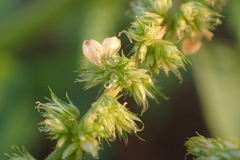Amaranthus dubius