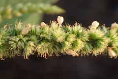 Amaranthus dubius