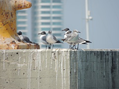 Leucophaeus atricilla