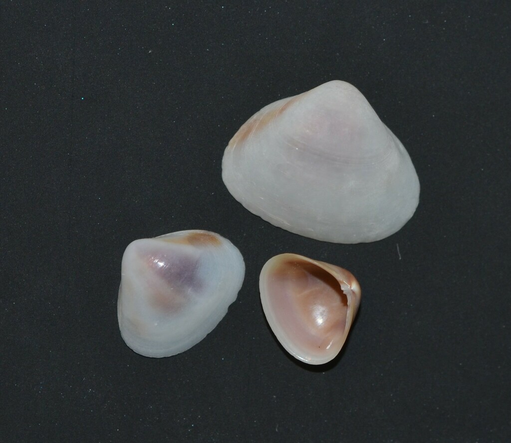 Abaco Tivela