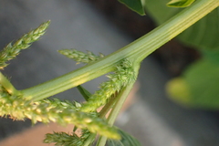 Amaranthus dubius