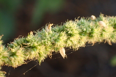 Amaranthus dubius