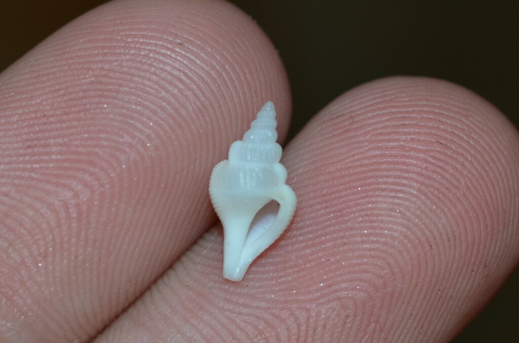 West Indian Fighting Conch
