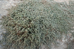 Alternanthera paronychioides