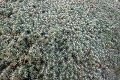 Alternanthera paronychioides