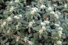 Alternanthera paronychioides