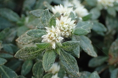 Alternanthera paronychioides