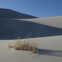 Swallenia alexandrae