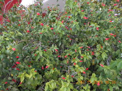 Malvaviscus arboreus