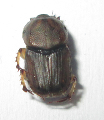 Euoniticellus intermedius