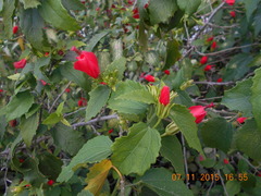 Malvaviscus arboreus